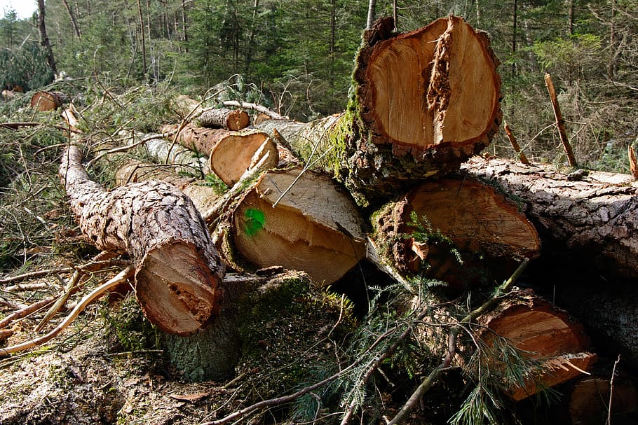 Tree Trunks, Lumber, Pine, Wood, Timber, woodworks, holzstapel HD wallpaper