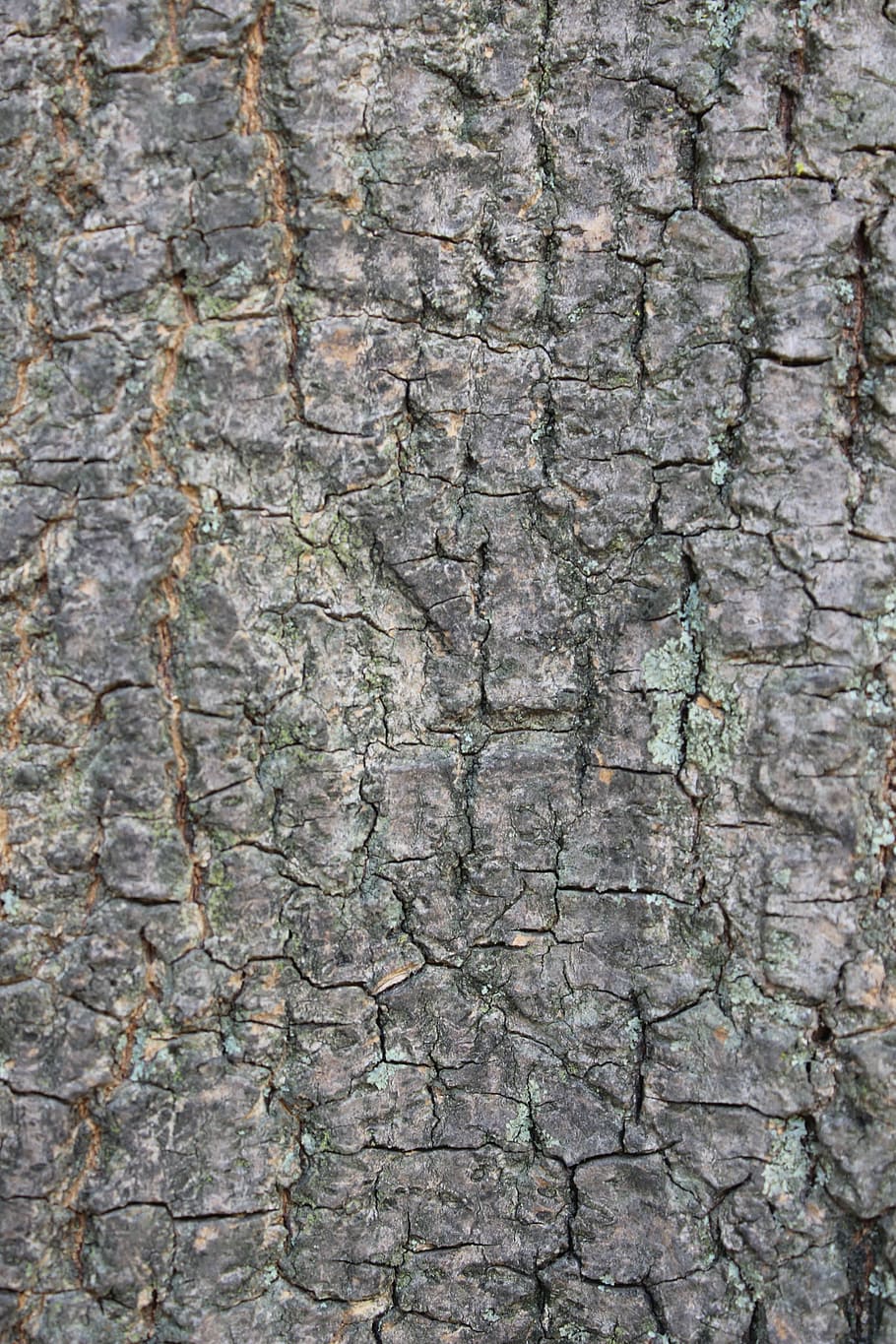 Tree, Bark, Trunk, Tree Bark, Wood, texture, tree bark texture HD wallpaper