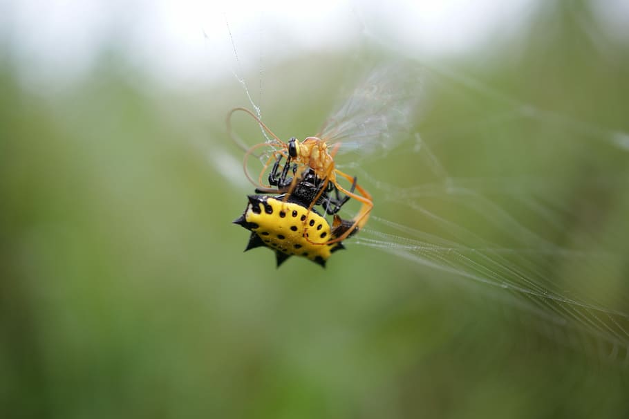 Nature, Field, India, Colombia, the, insect, animal themes HD wallpaper