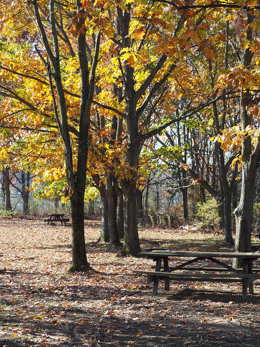 picnic table, fall, autumn, forest, outdoor, leaves, park, seasonal HD wallpaper