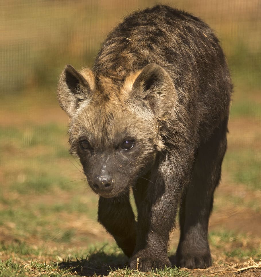 brown animal walking on ground, spotted hyena, scavenger, eyes
