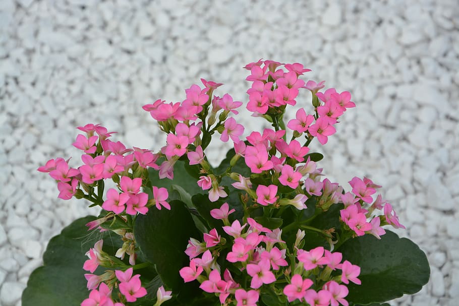 HD wallpaper: pink flowers, green leaves, nature, garden, pot ...