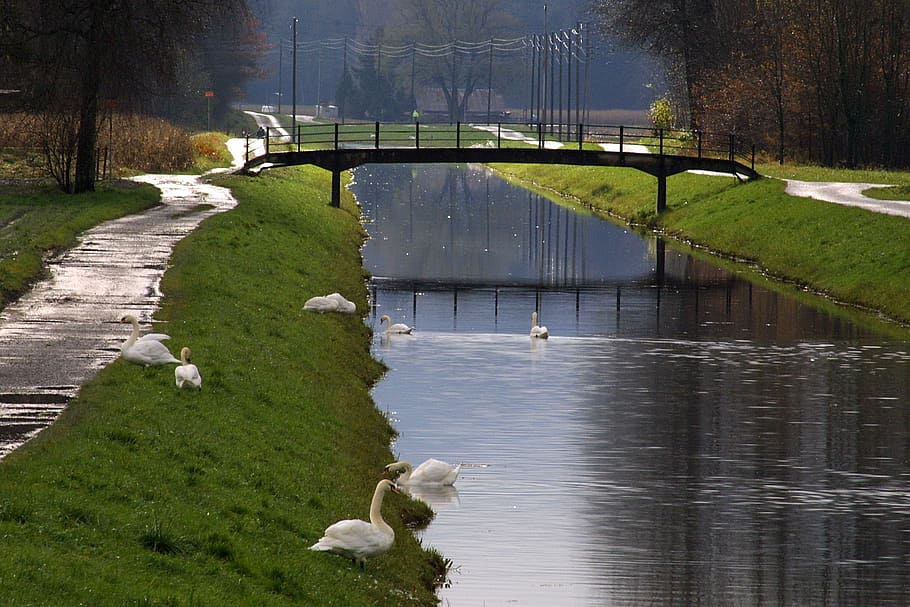 channel, rain, swans, spring, nature, water, plant, animal themes HD wallpaper