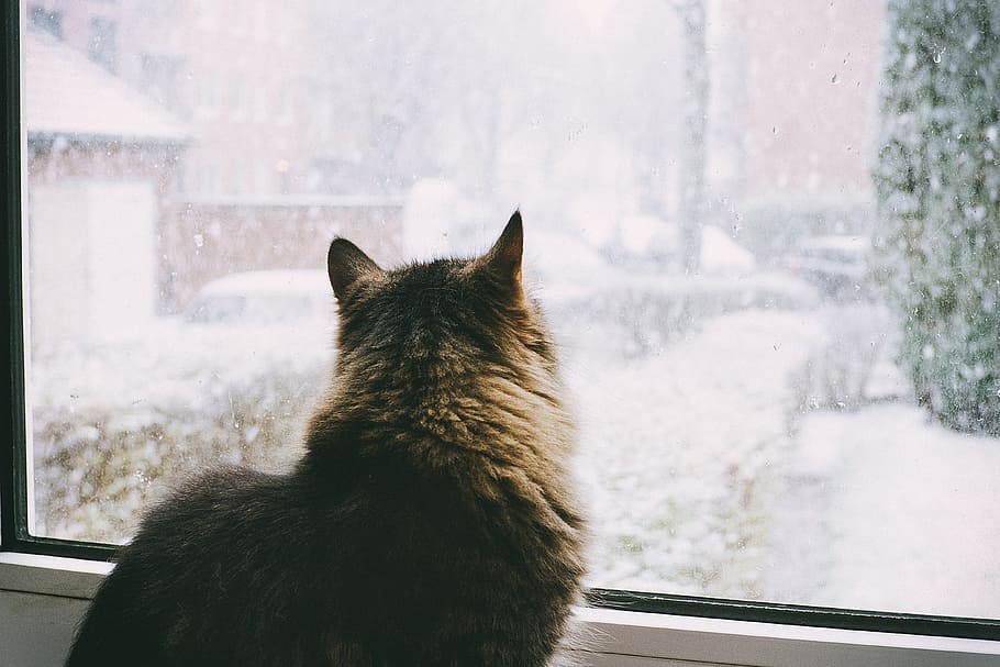 Cat watching snow, animals, domestic Cat, pets, window, cute HD wallpaper
