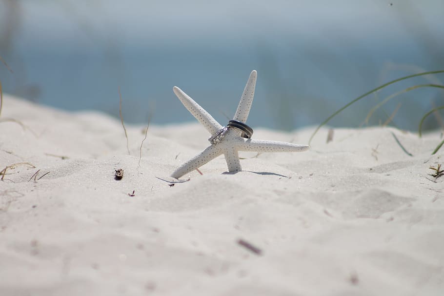 white starfish with two silver-colored rings on white sand HD wallpaper