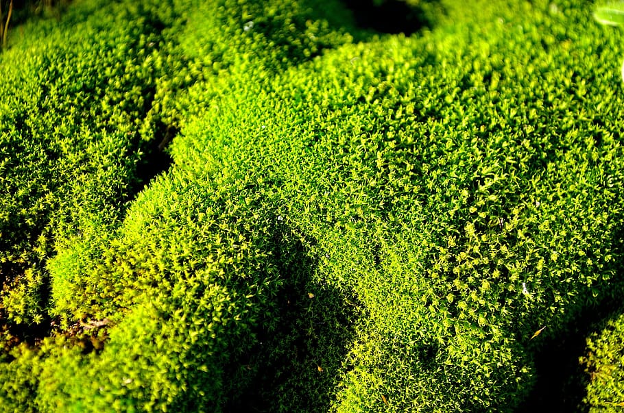 green, moss, macro, nature, background, plant, green color HD wallpaper