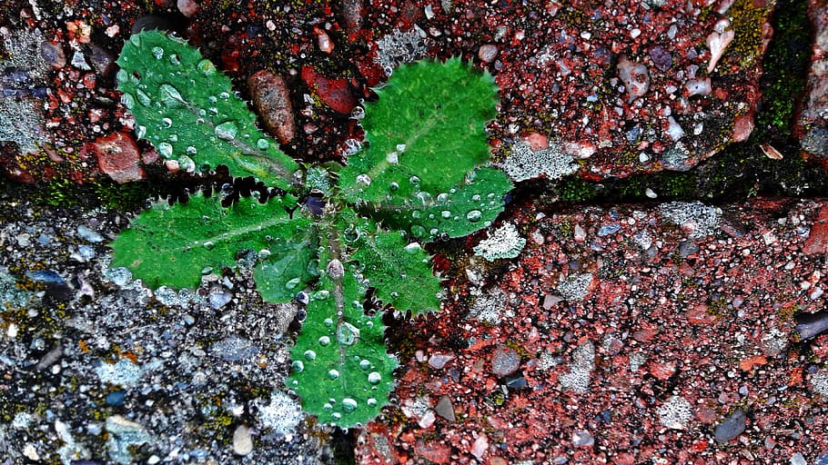 leaf, drops, water, rosa, drops of water, macro, rain drops HD wallpaper