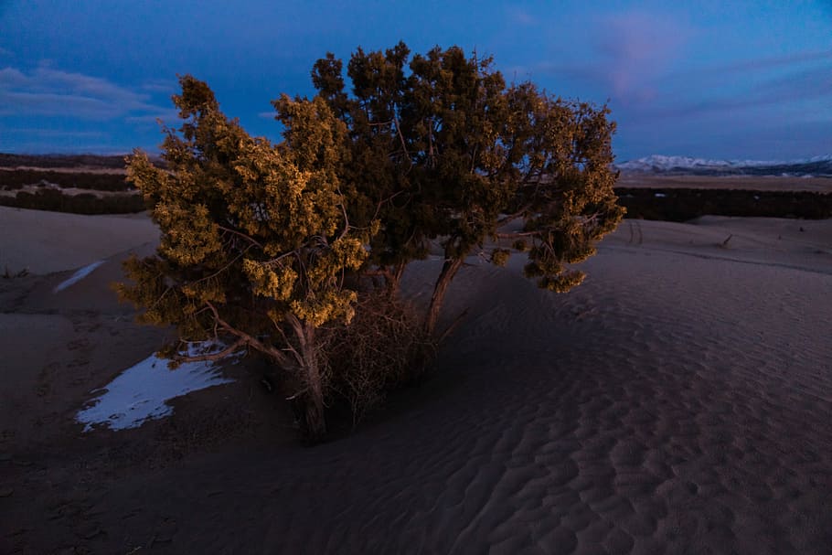 photo of tree on sand, person taking photo of mangrove, juniper HD wallpaper