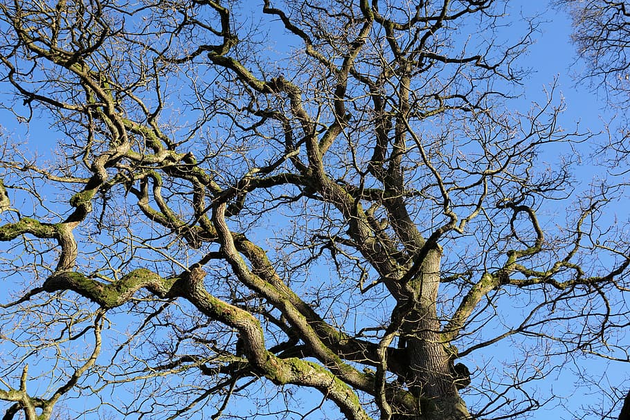 Tree, Branch, Bark, Log, Kahl, Branches, crown, plant, low angle view HD wallpaper