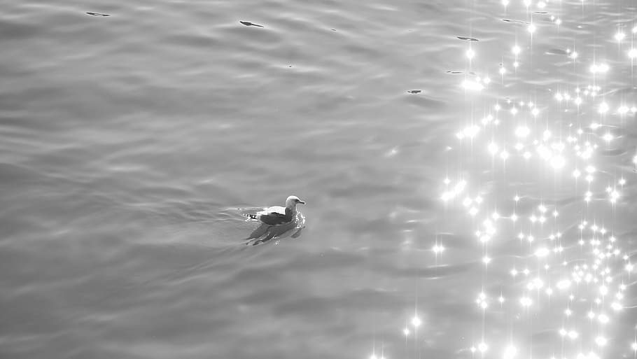 Migratory Birds, River, Glitter, water, waterfront, reflection HD wallpaper