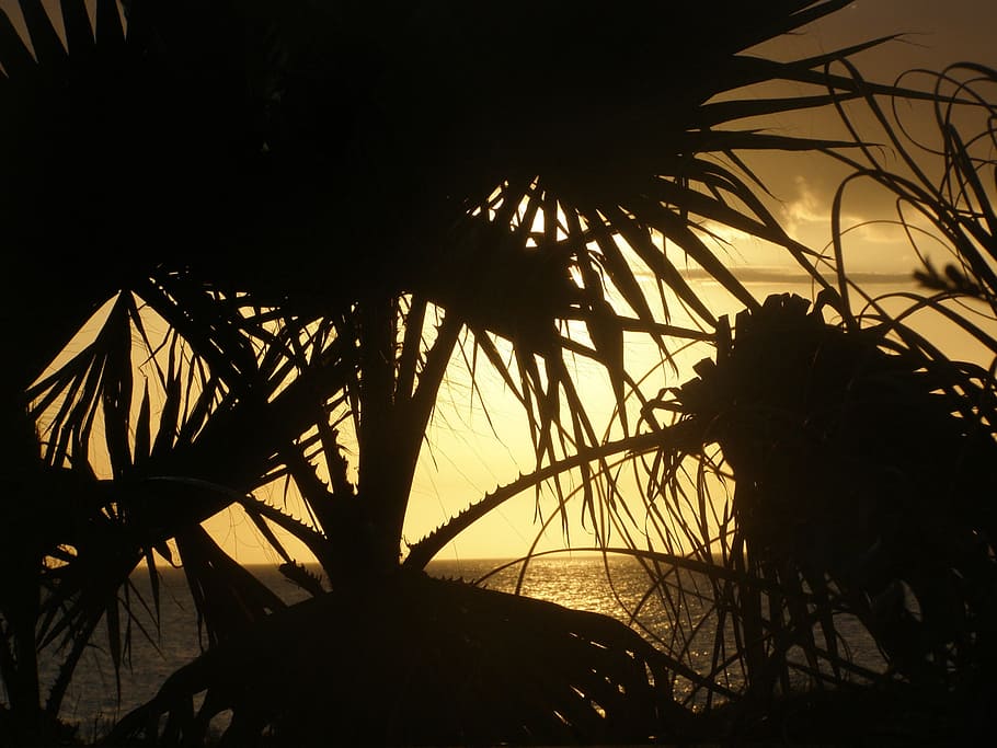sun, nature, sunset, beach, landscape, water, sky, yellow, sunny HD wallpaper