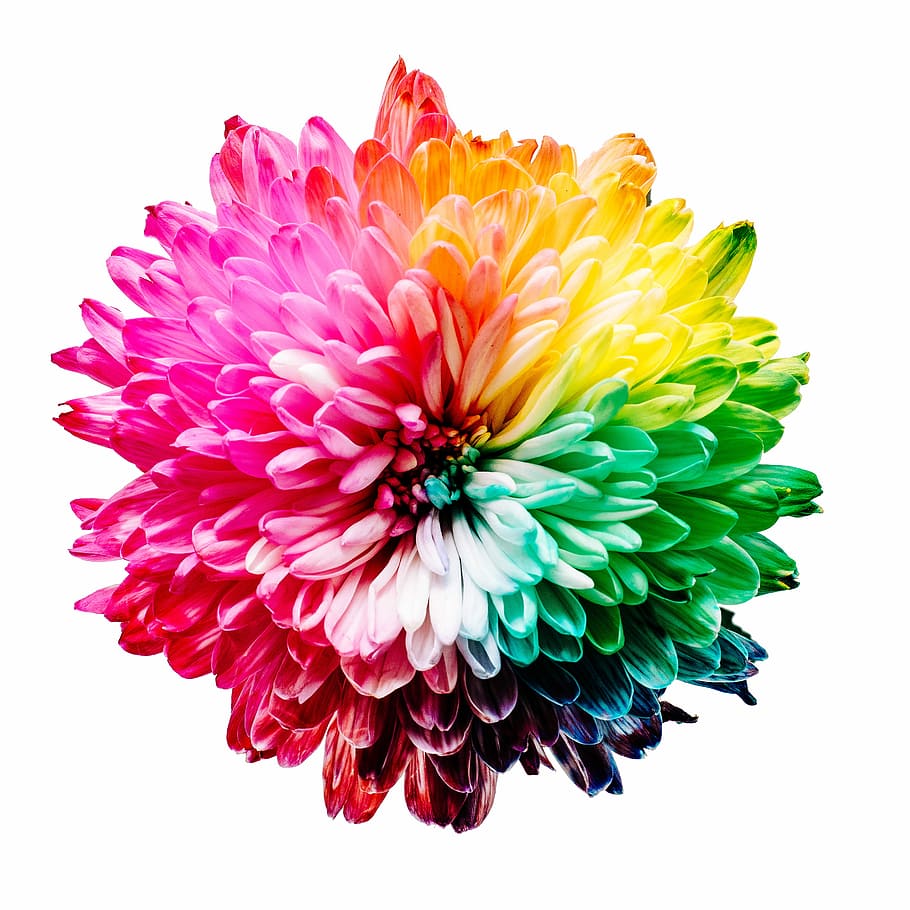 Hd Wallpaper Multicolored Flower Illustration Pink Yellow And Green Daisy Flower Wallpaper Flare