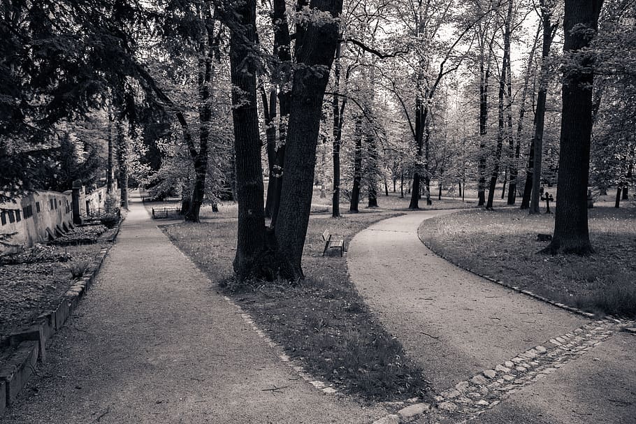 away, divided, two ways, mood, dark, tree, plant, the way forward HD wallpaper