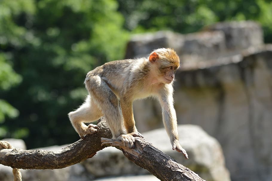 Ape, Monkey, Berber, Primate, Animal, wildlife, zoology, mammal HD wallpaper