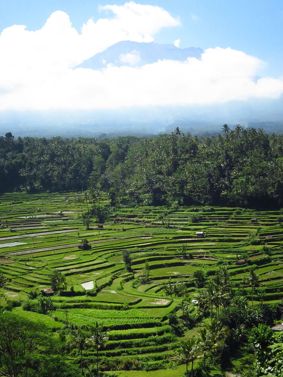 bali, rice fields, volcano, plant, landscape, cloud - sky, tree HD wallpaper