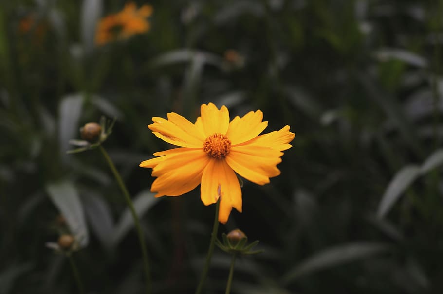 Da Lat, 1, shallow focus photography of yellow flower, field, HD wallpaper