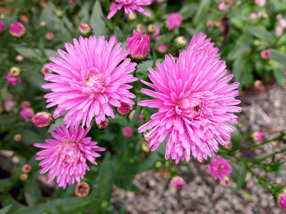 flowers, pink, flowering plant, freshness, fragility, petal HD wallpaper