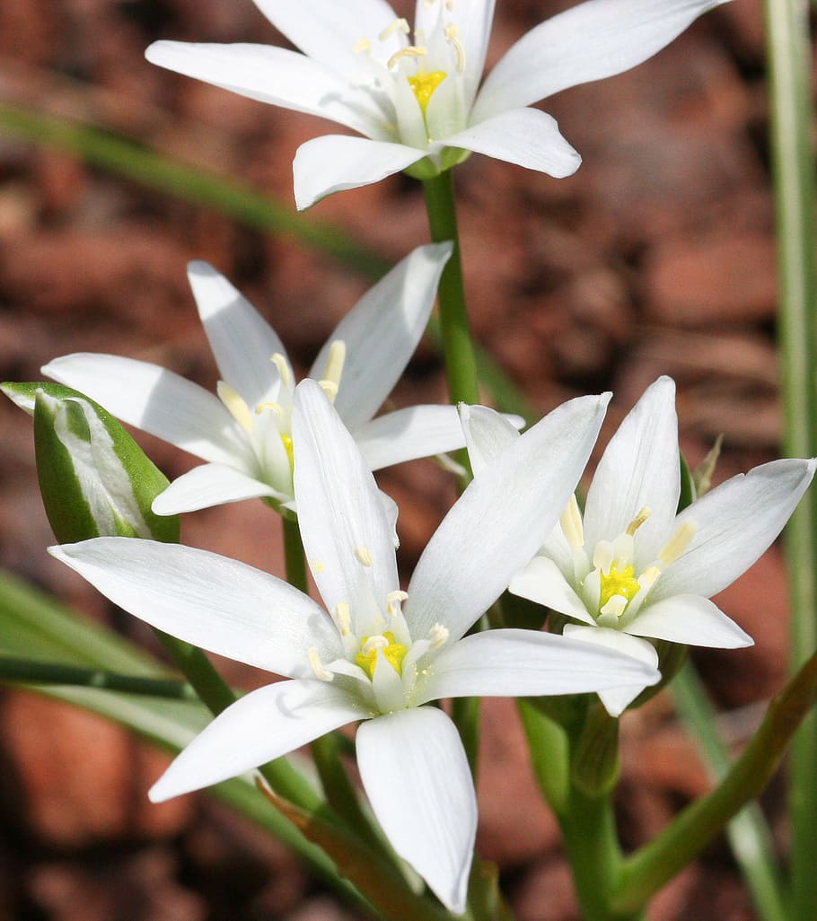 ornithogale, mountain, flower, flowering plant, vulnerability HD wallpaper