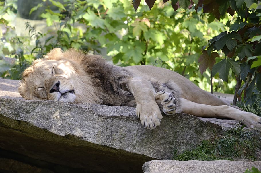 lion lying on gray concrete near tree, sleep, robbery, cat HD wallpaper