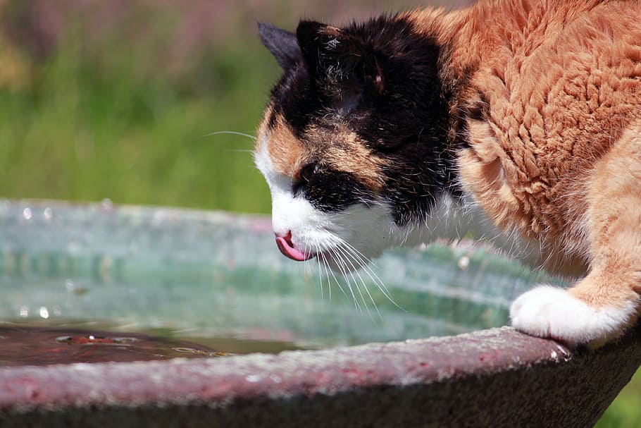 cat, thirst, drink, water, pet, one animal, animal themes, mammal HD wallpaper
