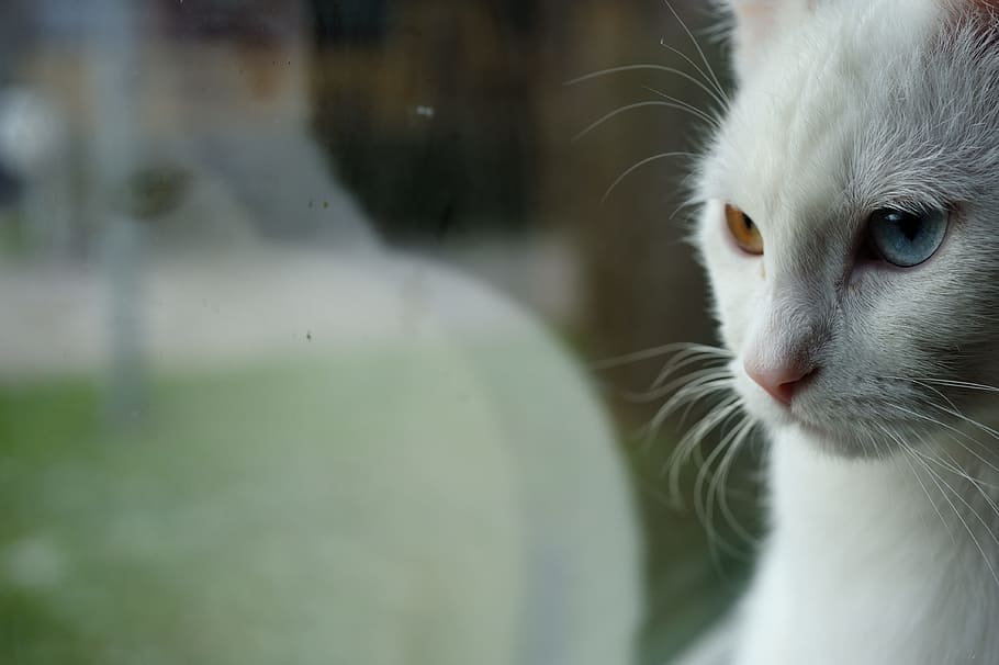 odd-eye white cat closeup photography, mirroring, reflection HD wallpaper