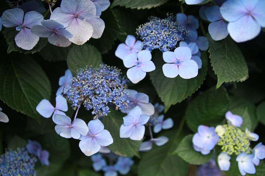 hydrangea, plant, flowers, flowering plant, growth, beauty in nature HD wallpaper