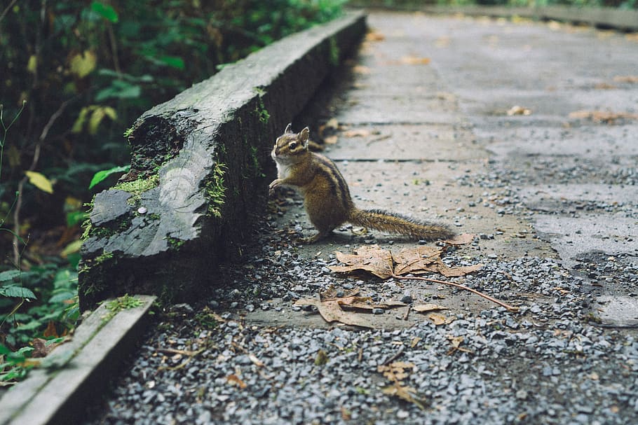 selective focus photography of squirrel on road, chipmunk on concrete road HD wallpaper