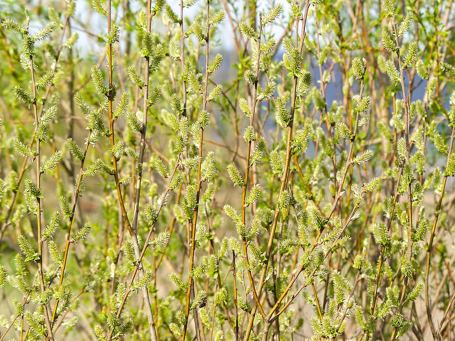 pasture, tree, blossom, bloom, plant, nature, growth, green color HD wallpaper