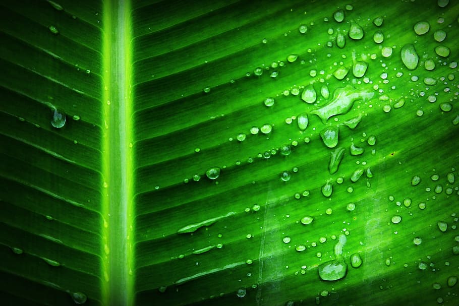 selective focus photography of dew on green leaf at daytime, banana, HD wallpaper