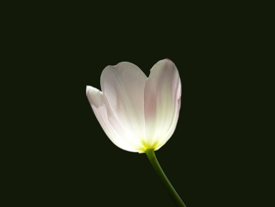 tulip, flower, spring, rose, white, flowering plant, vulnerability HD wallpaper