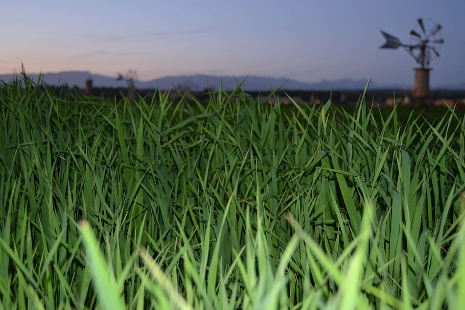 mill, green, mallorca, plants, landscape, field, green color HD wallpaper