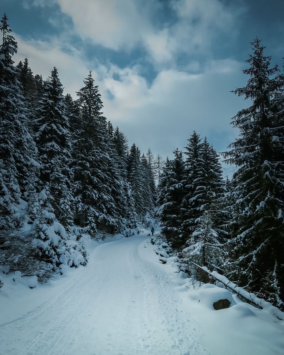 snow, winter, white, cold, weather, ice, trees, plants, nature HD wallpaper