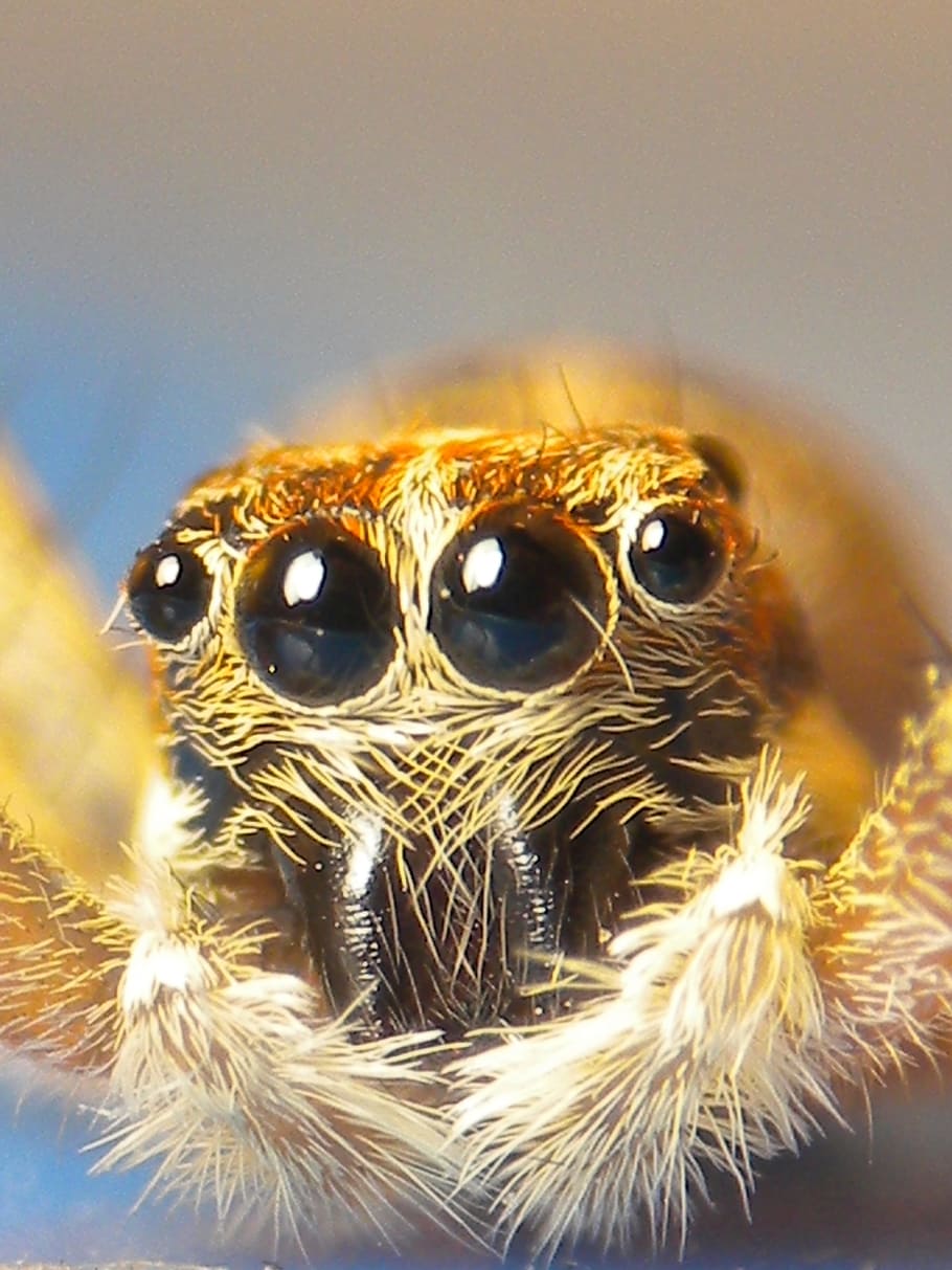 Spider, Insect, one animal, animal wildlife, animal themes HD wallpaper
