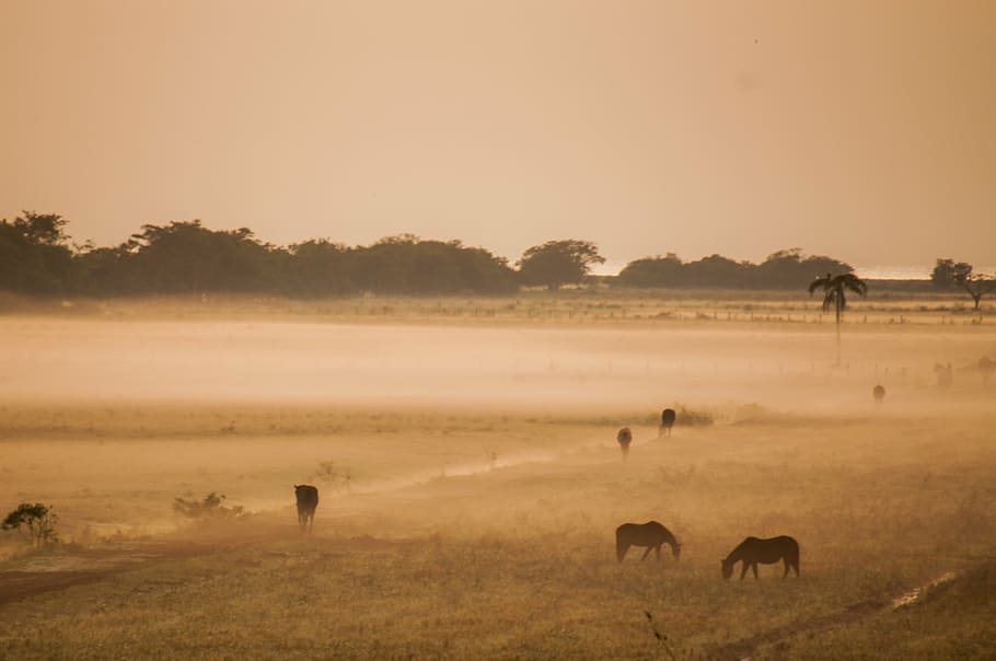 field, animals, farm, animal themes, mammal, group of animals HD wallpaper