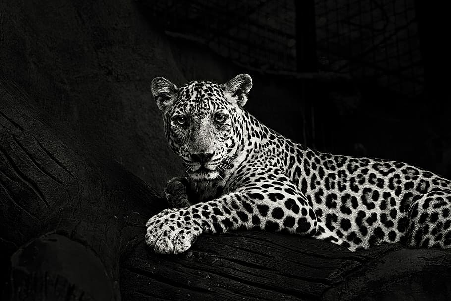 greyscale photo of lying leopard, grayscale photography of leopard prone lying on bed