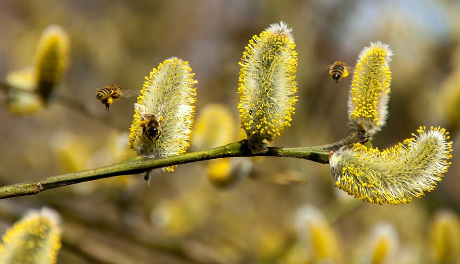 two bumblebees on plant, pussy willow, spring, insect, nature HD wallpaper