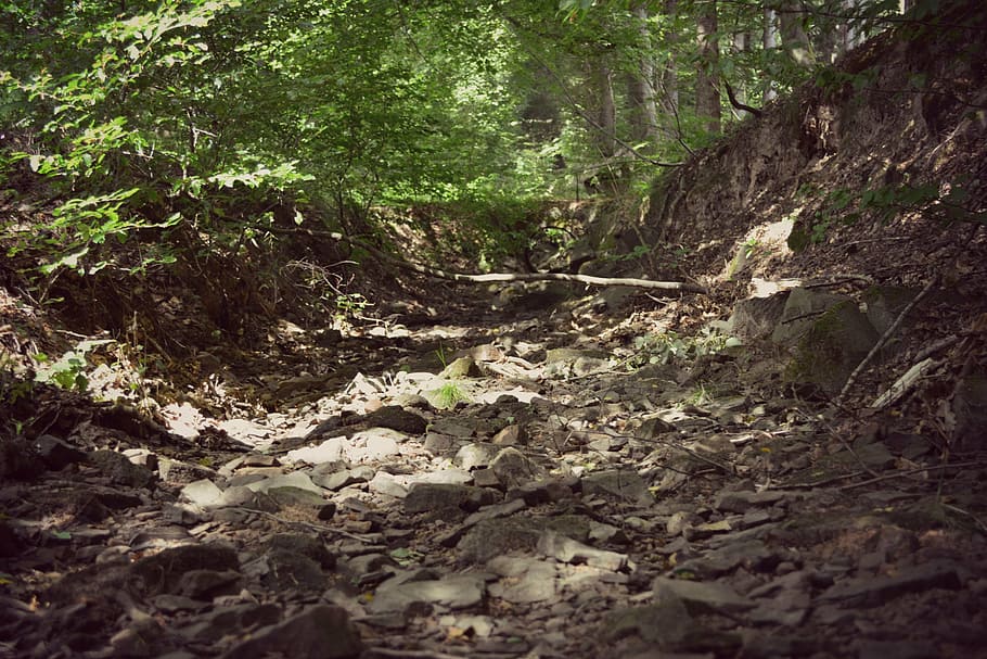 forest, riverbed, stone, nature, landscape, out, old, mystical HD wallpaper