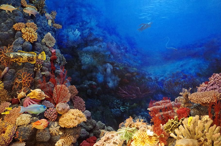 school of fish underwater photo, harbour, coral, animal, animal wildlife HD wallpaper