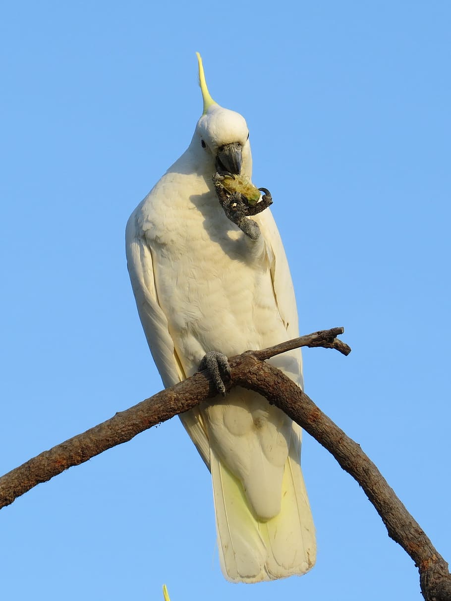 sulphur-crested cockatoos, cacatua galerita, fauna, birds, avian, HD wallpaper