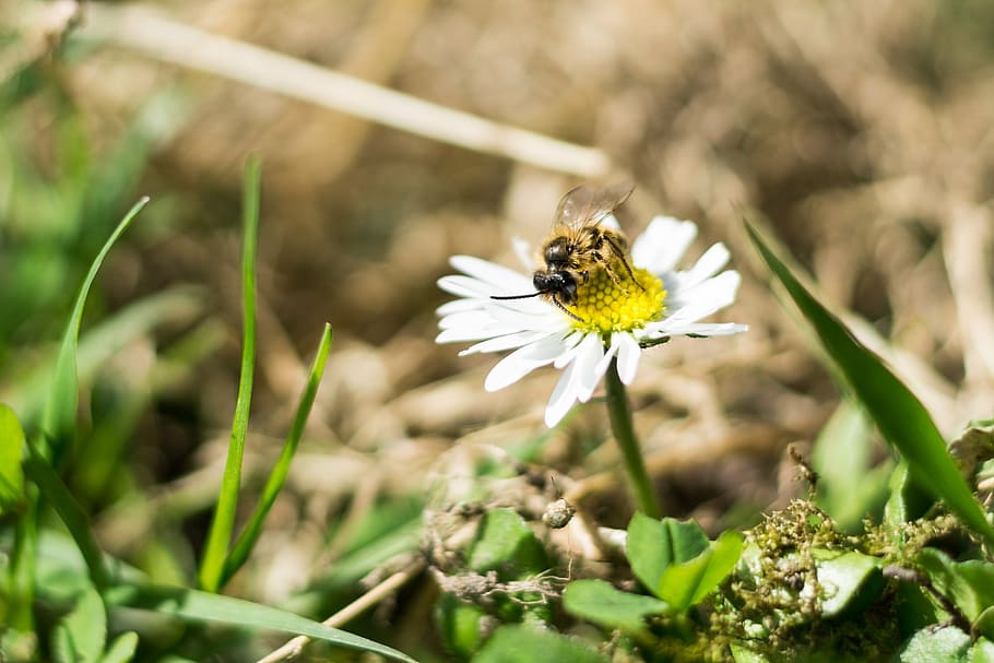 bee, close, flower, blossom, bloom, insect, daisy, white blossom HD wallpaper
