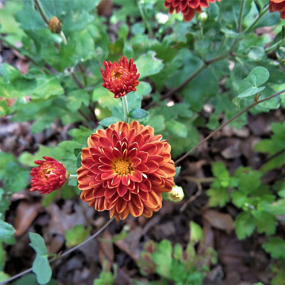 Bloom, Orange, Flowers, green, nature, plant, growth, freshness HD wallpaper