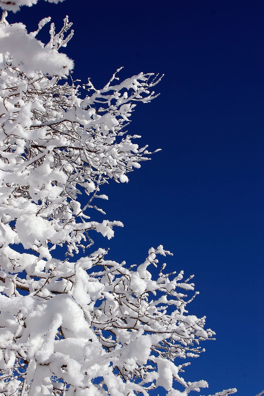 snow, winter, white, cold, weather, ice, trees, plants, beauty in nature HD wallpaper