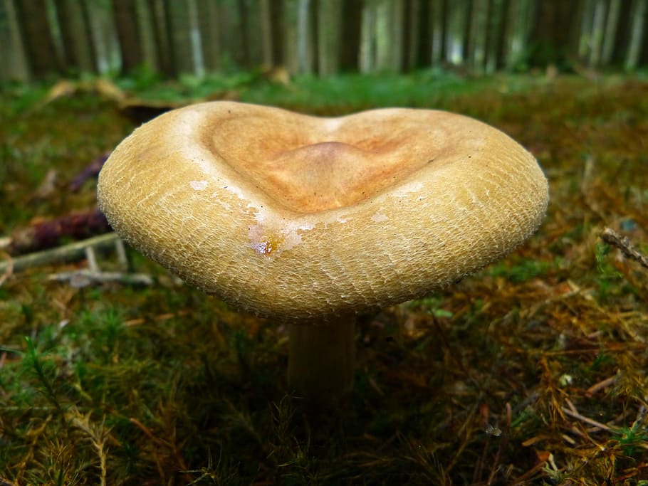 selective focus photography beige mushroom, autumn, nature, brown, HD wallpaper