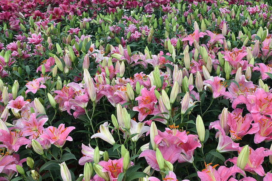 flower, garden, flora, nature, summer, tulip, field, chung-she flower garden, HD wallpaper