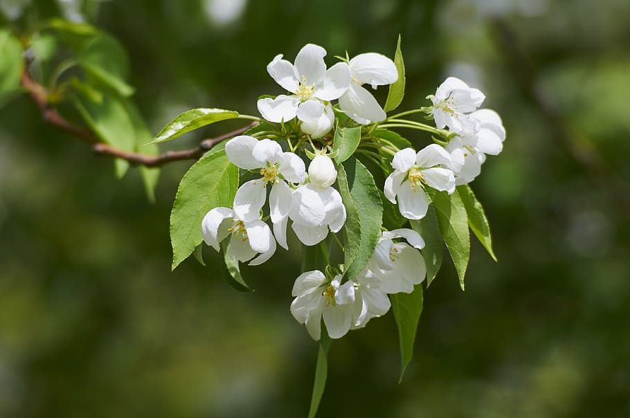 bloom, apple tree, spring, garden, apple-blossom, branch, flower HD wallpaper