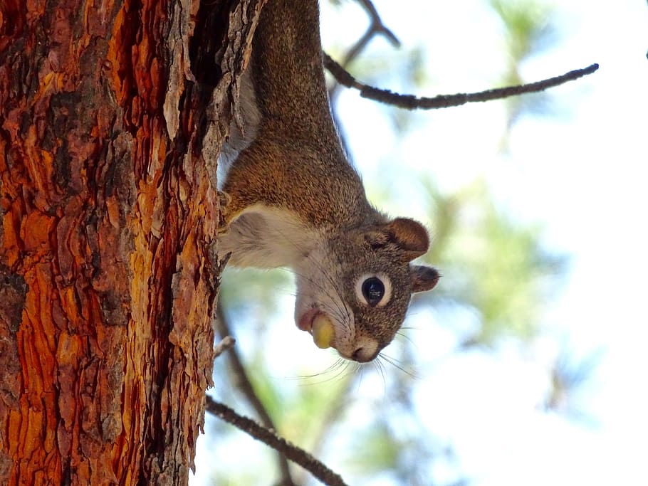 wildlife photography of brown squirrel, sciuridae, rodent, mammal HD wallpaper
