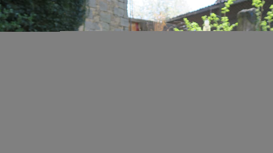 cactus, garden, sun, architecture, copy space, day, built structure, HD wallpaper