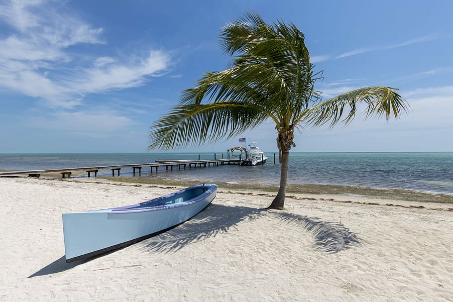 white canoe near palm tree, teal wooden boat near palm tree at shoreline photo HD wallpaper