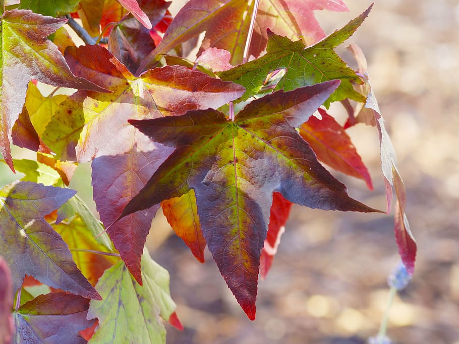leaves, foliage, fall, colored, autumn leaves, macro, nature HD wallpaper