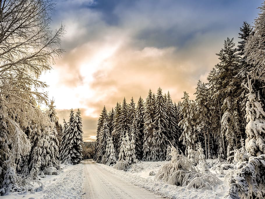 snow, winter, white, cold, weather, ice, trees, plants, nature HD wallpaper
